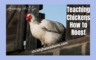 September 11, 2019: Teaching Chickens How to Roost