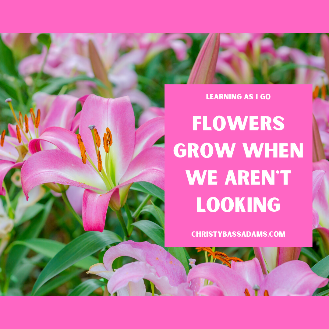 Flowers Grow When We Aren't Looking