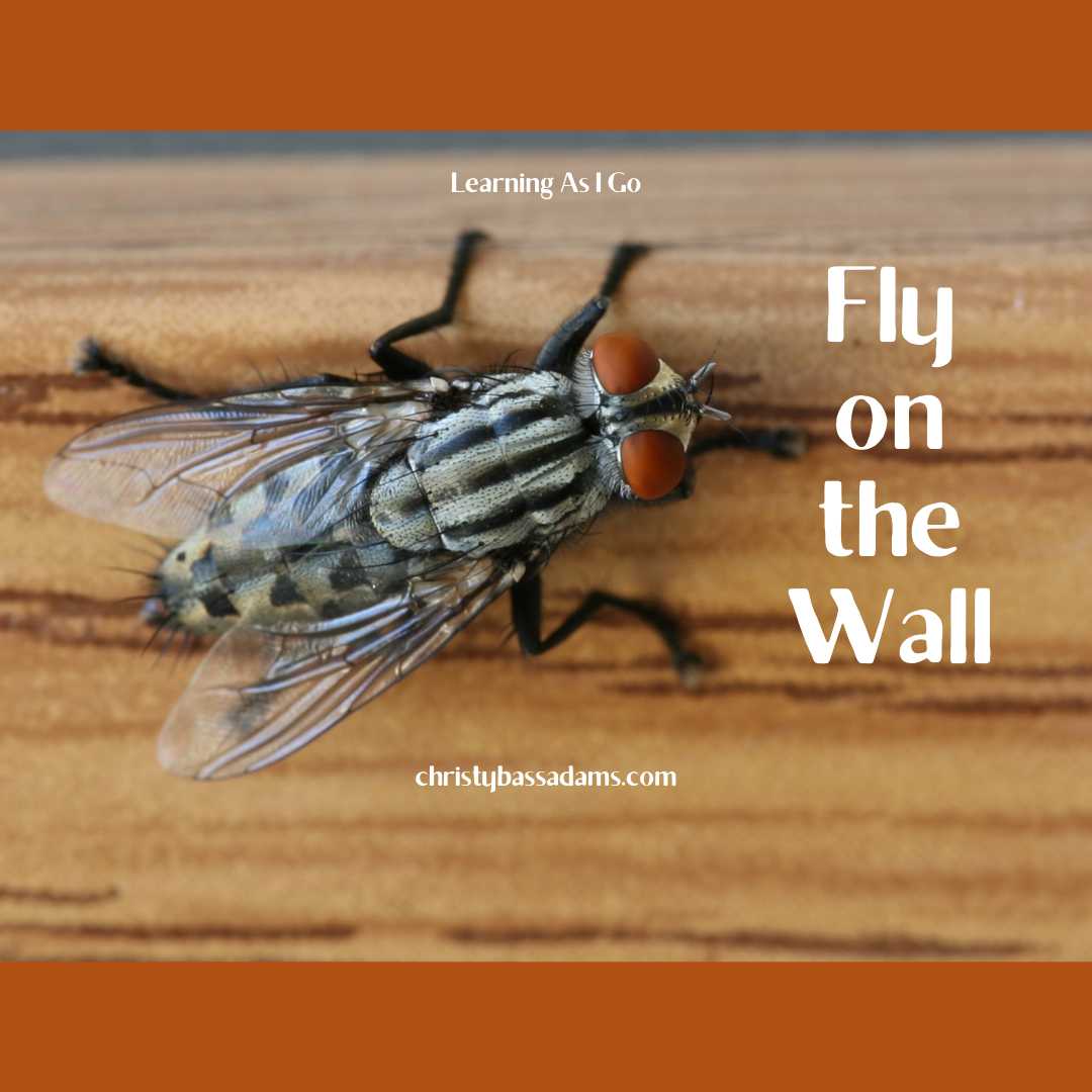 November 18, 2020: Fly On the Wall