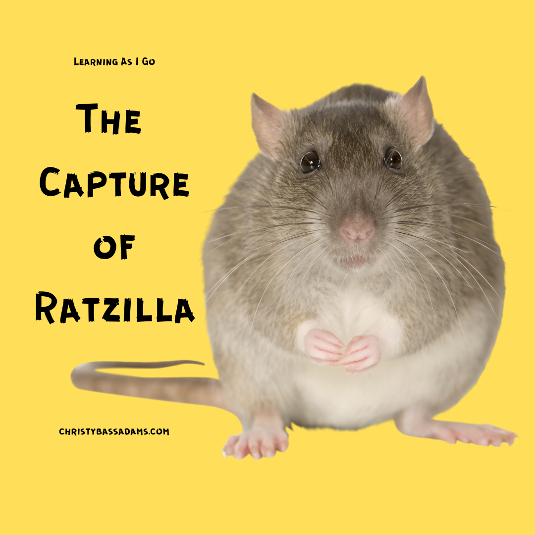 The Capture of Ratzilla: January 6, 2021