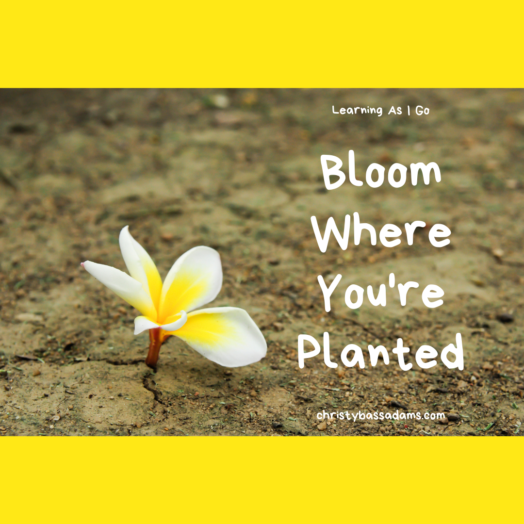 April 21, 2021: Bloom Where You're Planted